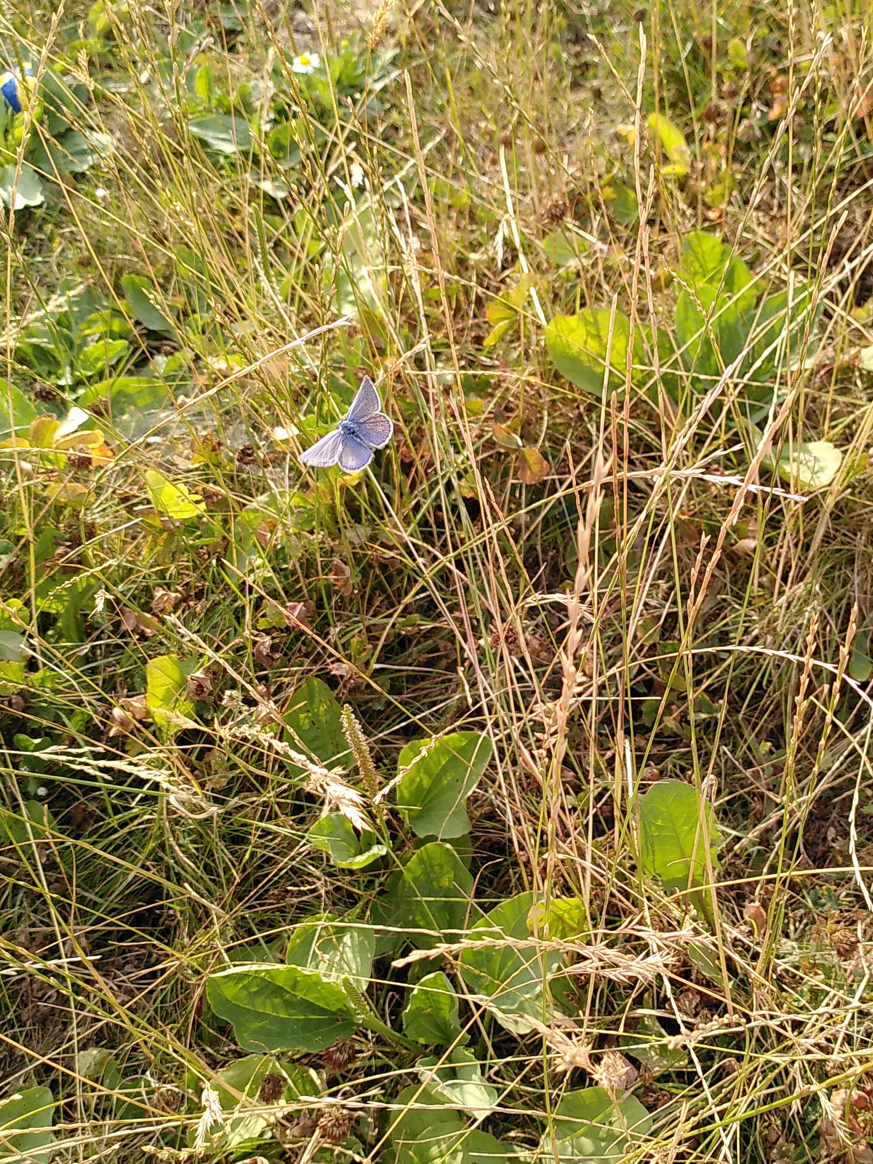 blue butterfly