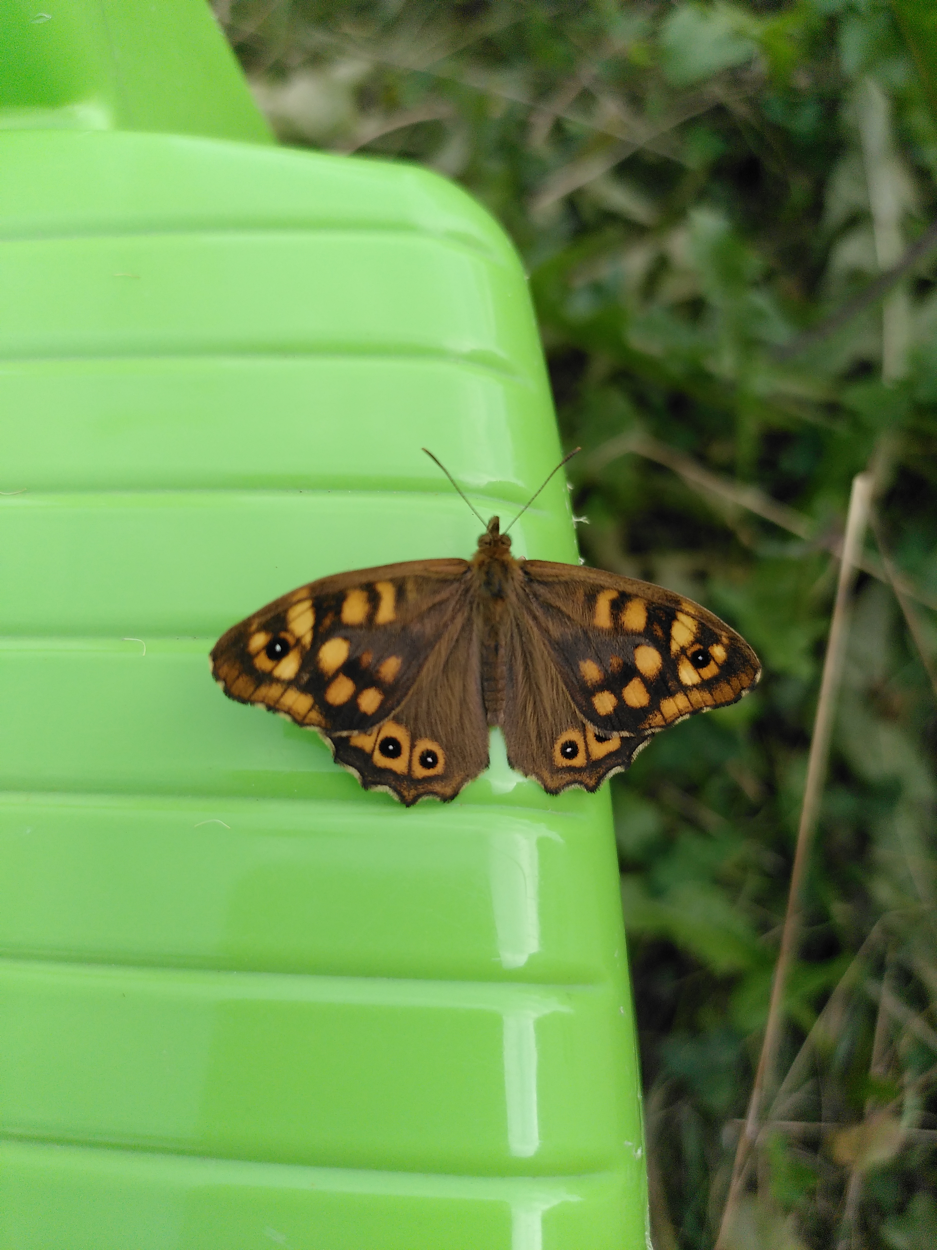 eye butterfly