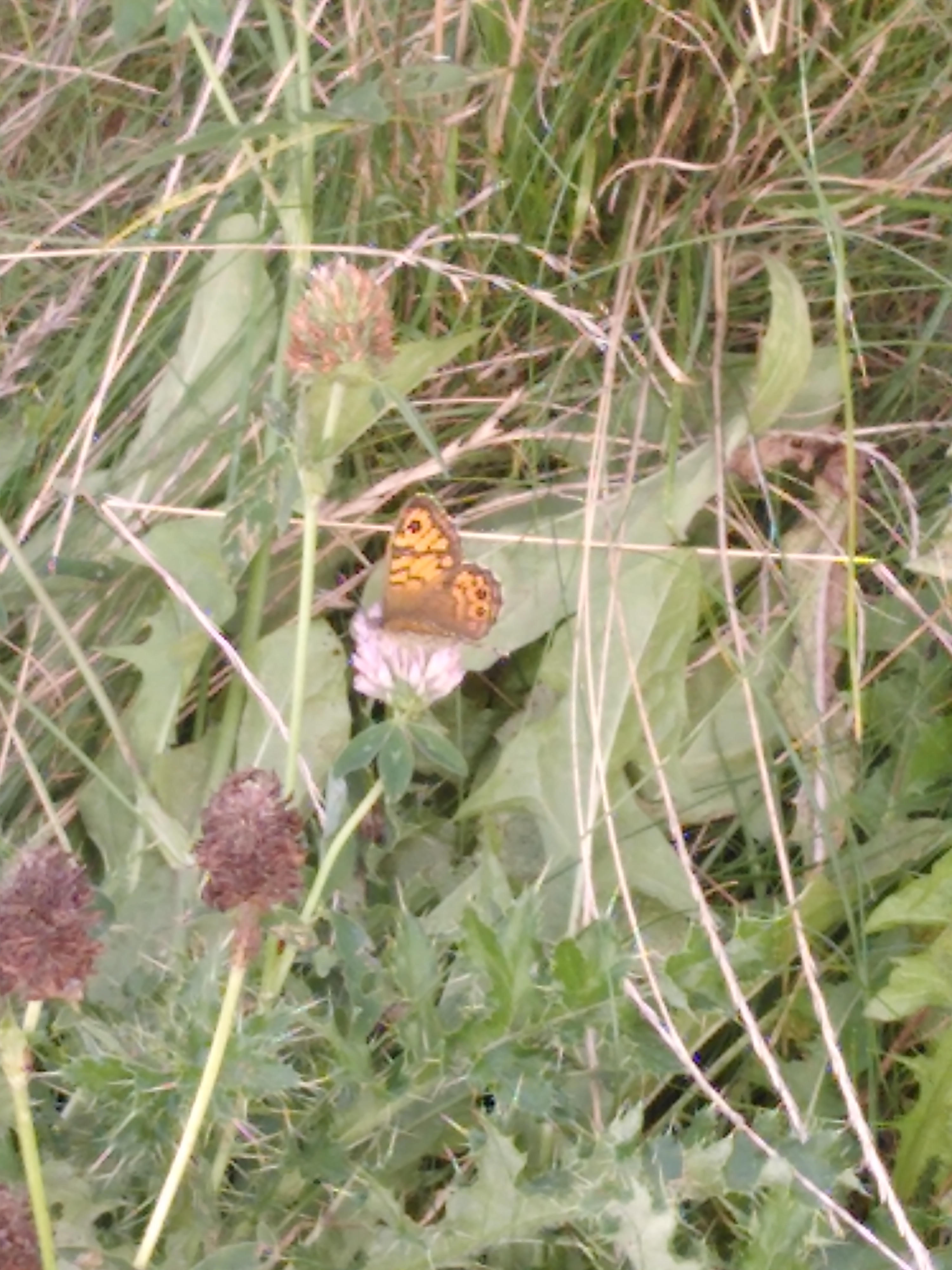 orange butterfly