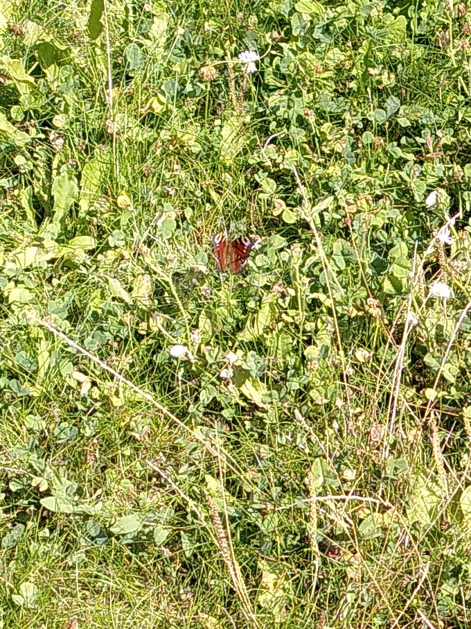 red butterfly