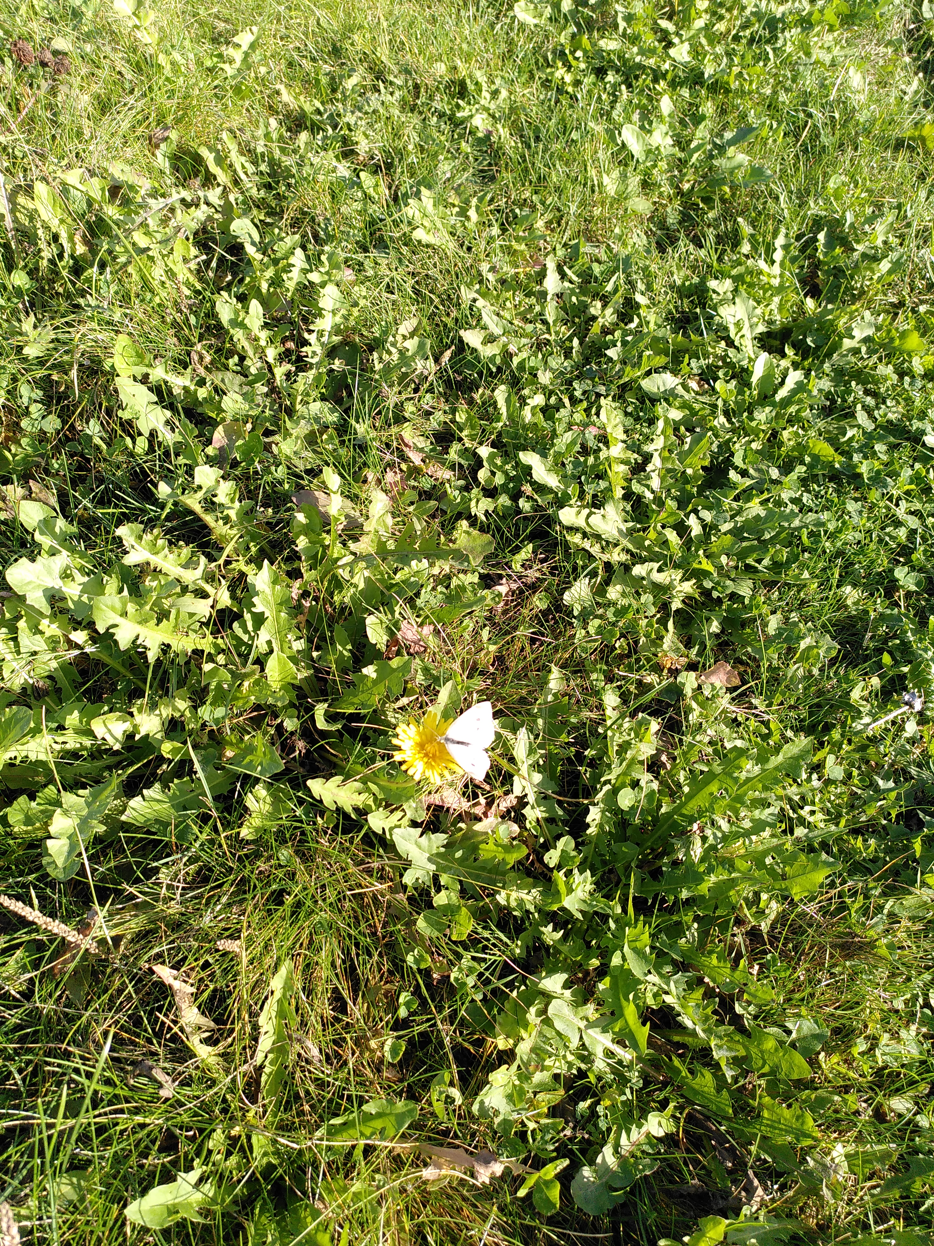 white butterfly